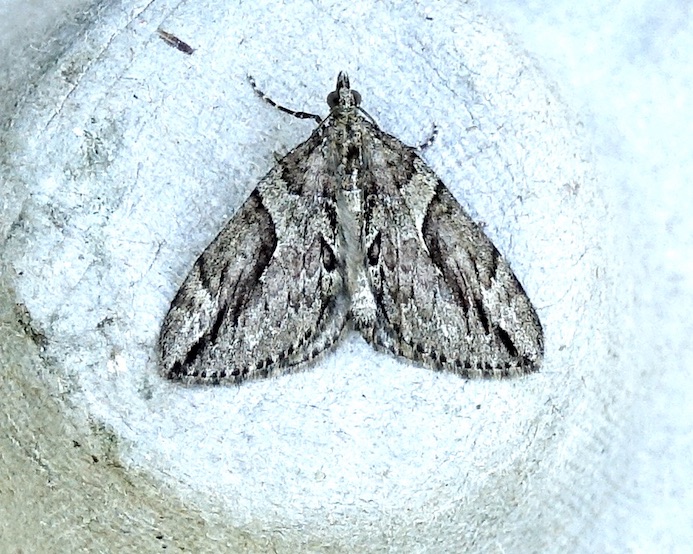 Cypress carpet